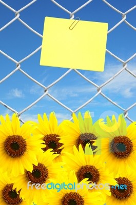 Sunflower And Yellow Note Stock Photo