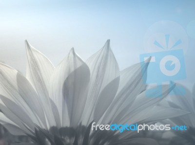 Sunflower Background In Blue Tone Stock Photo