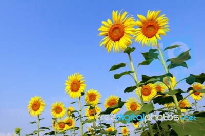 Sunflower Field Stock Photo