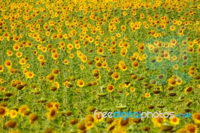 Sunflower Field Stock Photo