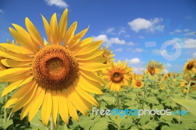 Sunflower Field Stock Photo