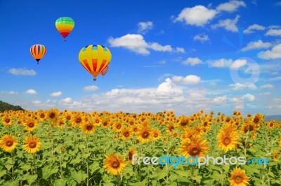 Sunflower Field And Balloon Stock Photo