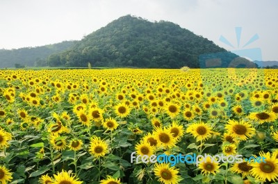 Sunflower Garden And Mountain Stock Photo