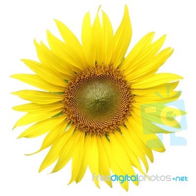 Sunflower Isolated On White Background With Clipping Path Stock Photo