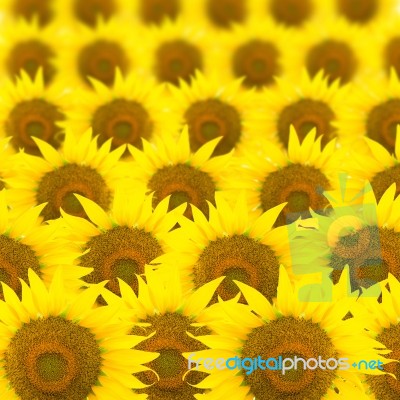 Sunflower Pattern Stock Photo
