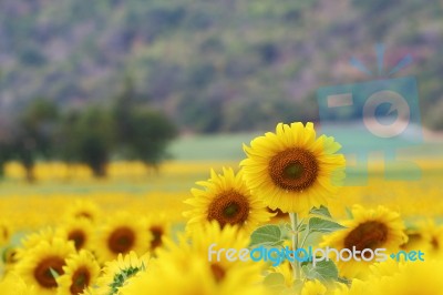 Sunflowers Field Stock Photo