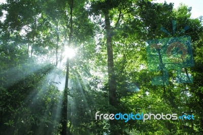 Sunny Forest Stock Photo