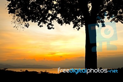 Sunrise Behind Tree Stock Photo