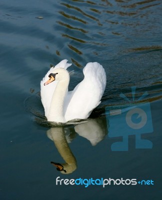 Swan Stock Photo