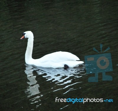 Swan In Water Stock Photo