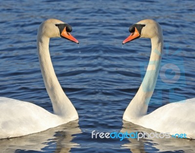 Swan Mirror Image Stock Photo