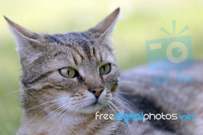 Tabby Cat Stock Photo