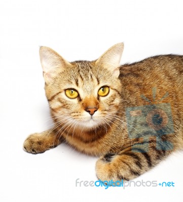 Tabby Cat Stock Photo