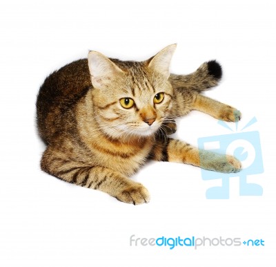 Tabby Cat  Stock Photo