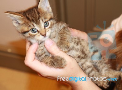 Tabby Kitten In A Hand Stock Photo