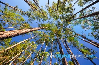 Tall Pine Canopy Stock Photo