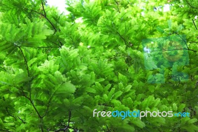 Tamarind Leaves Stock Photo