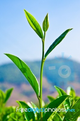 Tea Leaves  Stock Photo