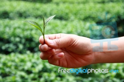 Tea Picker Hands Stock Photo