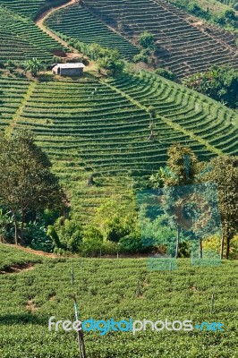 Tea Plantation Stock Photo