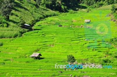 Terrace Rice Fields Stock Photo