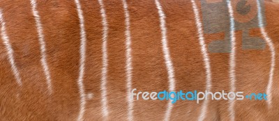 Textured Of Nyala Fur Stock Photo