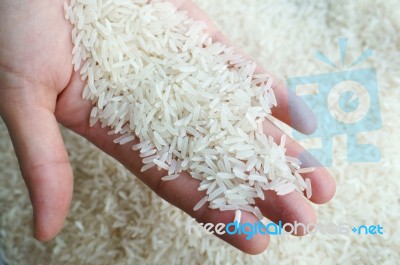 Thai Jasmine Rice On Hand Stock Photo
