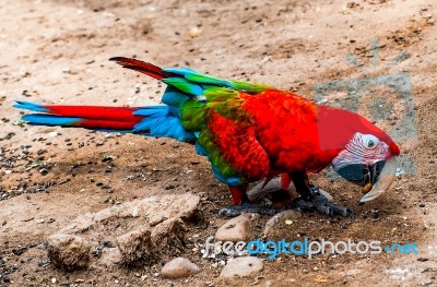 The Beautiful Macaw Stock Photo