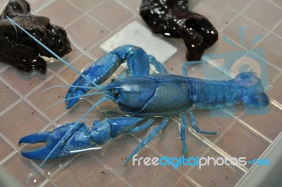 The Blue Crawfish Stock Photo