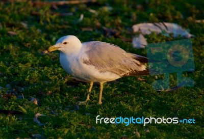 The Close-up Of The Gull Stock Photo