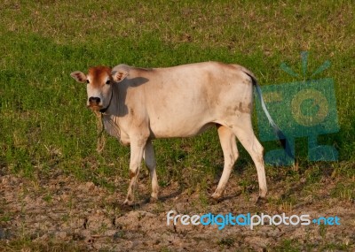 The Cow On Field Stock Photo