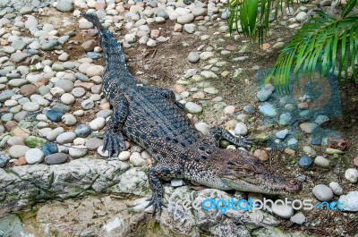 The Crocodile Stock Photo