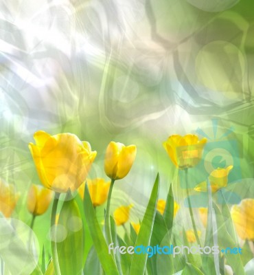 The Crumpled Of Beautiful Yellow Tulips Stock Image