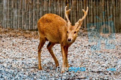 The Deer In Zoo Stock Photo