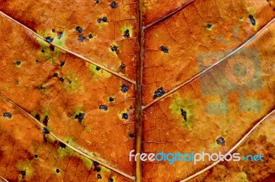 The Dried Leaf Background Texture Stock Photo