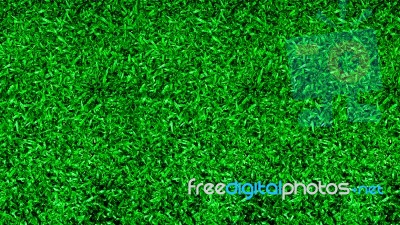 The Green Grass Background Texture Stock Photo