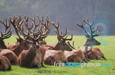 The Herd Of Deer Stock Photo