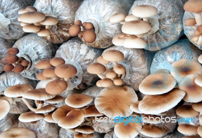 The Mushrooms Plant Stock Photo