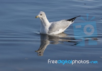 The Ring-billed Gull Is Swimming Stock Photo
