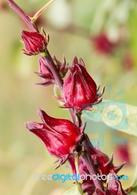 The Roselle (hibiscus Sabdariffa) Stock Photo