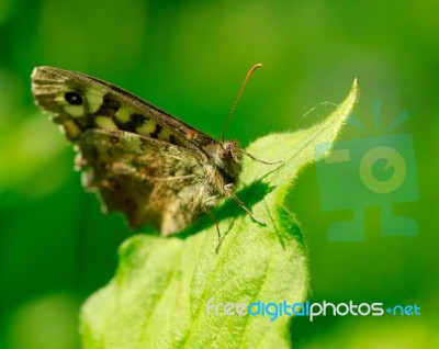 The Wall Butterfly On Green Leaf Stock Photo