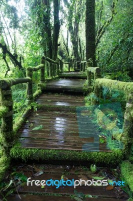 The Wooden Walkway In Rain Forest Stock Photo