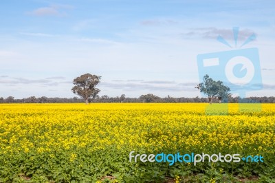 The Yellow Field Stock Photo
