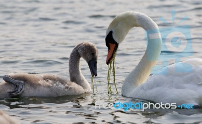 The Young Swan And His Mother Are Eating Together Stock Photo