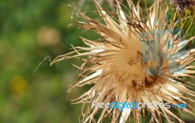 Thistle Stock Photo