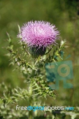 Thistle Stock Photo Thistle Stock Photo