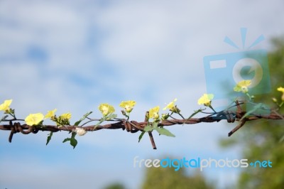 
Thousands Of Yellow Flowers On Old Rusty Barbed Wire Stock Photo
