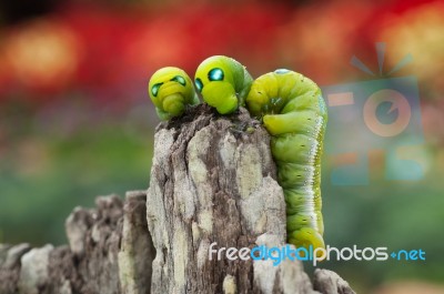 Three Green Caterpillars Stock Photo