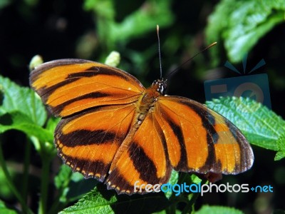 Tiger Butterfly - Dryadula Phaetusa Stock Photo