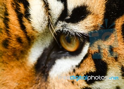 Tiger Eye Stock Photo